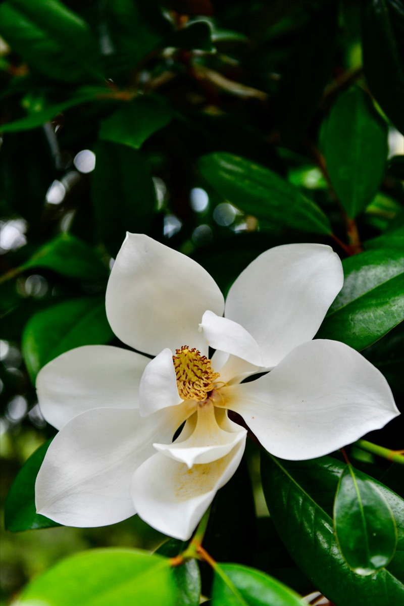 A white magnolia blossom among dark green leaves